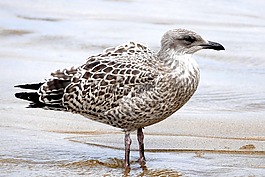 海鷗,鳥,動物