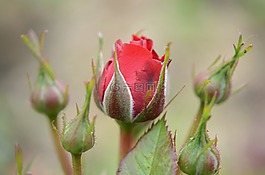 玫瑰,花,藍(lán)色