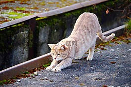 猫,品种猫,鲭鱼