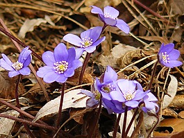 春,鮮花,性質(zhì)