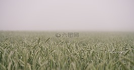 農(nóng)場(chǎng),原野,糧食