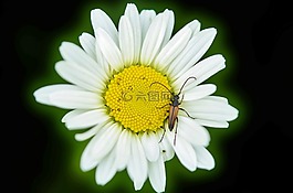 雛菊,動(dòng)物,花
