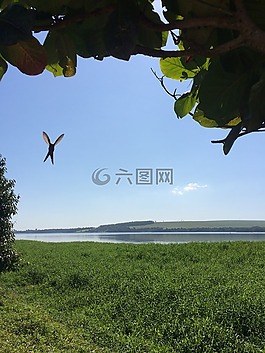 鳥,性質(zhì),蜂鳥