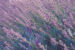 盛開(kāi),開(kāi)花,植物區(qū)系
