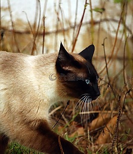 猫,暹罗猫,品种猫