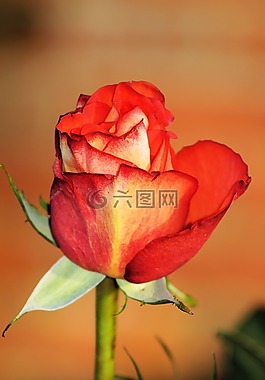 玫瑰,紅色,花