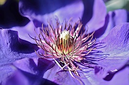 花,蓝色,花的