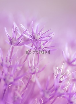 鮮花,紫,童話