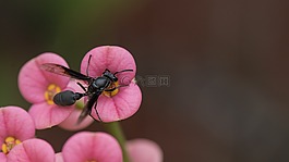 黃蜂,昆蟲(chóng),蜜蜂