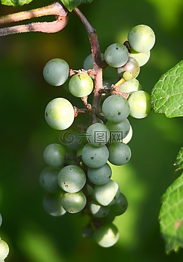 葡萄,藤,葡萄酒