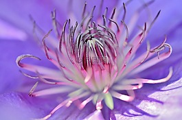 花,蓝色,花的