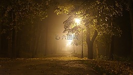 霧,公園,樹