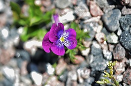 花,花的,開花