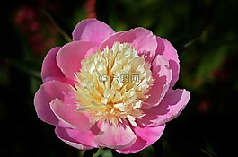 花,粉紅色,花的