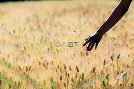 大麥場,景觀,手