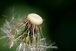蒲公英,花,铃