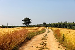 大麥場,景觀,吉