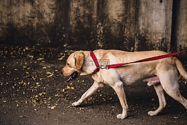 墙,户外,狗
