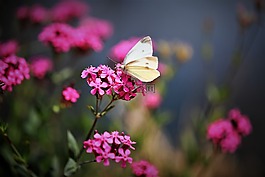 蝴蝶,鮮花,昆蟲(chóng)