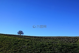 樹,草地,性質(zhì)