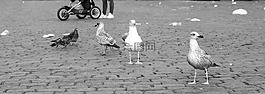 海鷗,鳥(niǎo)類,鴿子