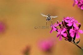 蜜蜂,植物,開花