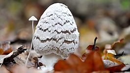 蘑菇,公司,白