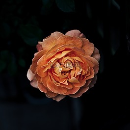盛開(kāi),開(kāi)花,植物區(qū)系