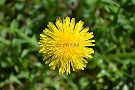 蒲公英,花卉,花園