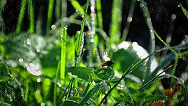 露水,綠色,昆蟲