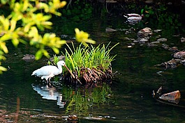 鏟,鳥,河