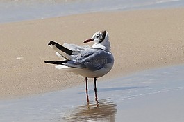 海鷗,鳥,動物