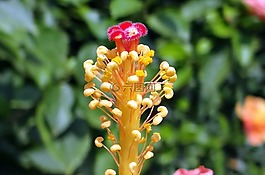 槿,花藥,花