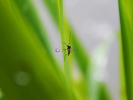 蚊子,綠色,春天