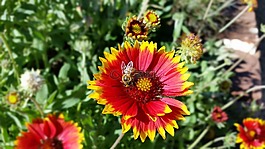 毯子花,紅色,黃色
