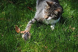 猫,鼠标,亨特
