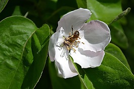 蜜蜂,花卉,桲