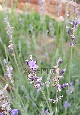 薰衣草,花,紫色