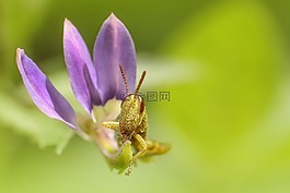 蝗蟲,昆蟲,特寫