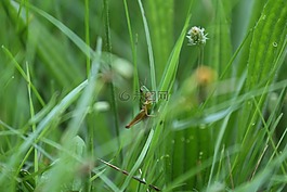 草,蚱蜢,昆蟲