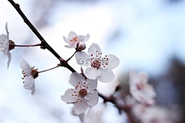 開花,鮮花,天空