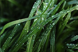 草,绿色,水