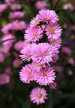 翠菊,花,粉紅色