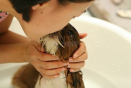 狗,小狗,浴