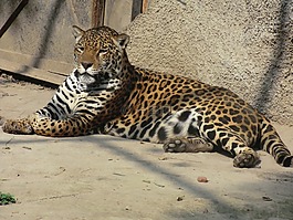 捷豹,野生動物,自然