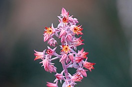 盛開(kāi),開(kāi)花,植物區(qū)系