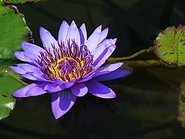 水百合,池塘植物,紫色