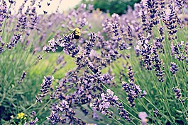 蜜蜂,薰衣草,花