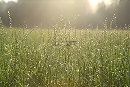 草地,夕陽(yáng),鏡像