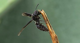 昆蟲,性質(zhì),動(dòng)物界